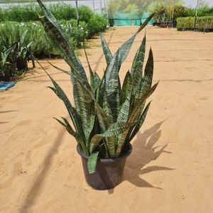 Sansevieria Trifasciata "Black Coral"