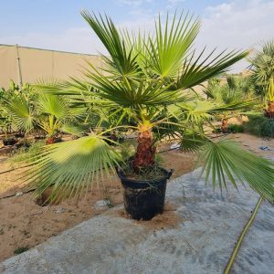 Washingtonia Robusta