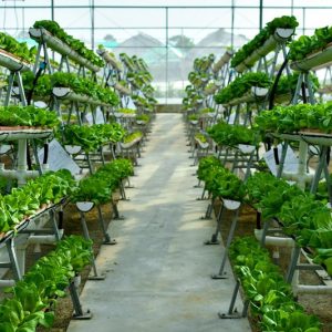 Hydroponics System