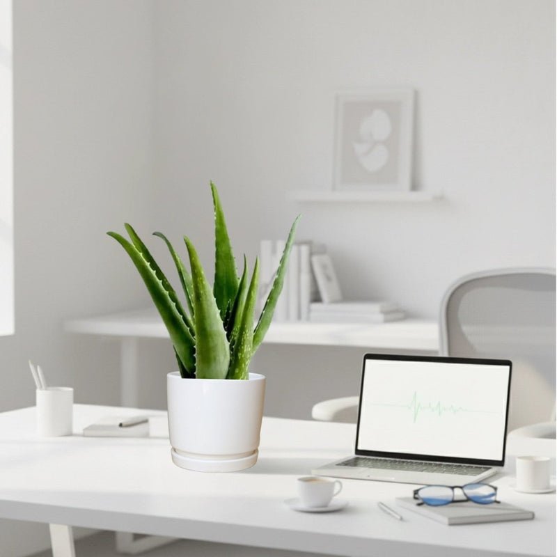 Aloe vera "Indoor" or Medicina Aloe 25-30cm الألوة فيرا in Ceramic Pot - Image 3