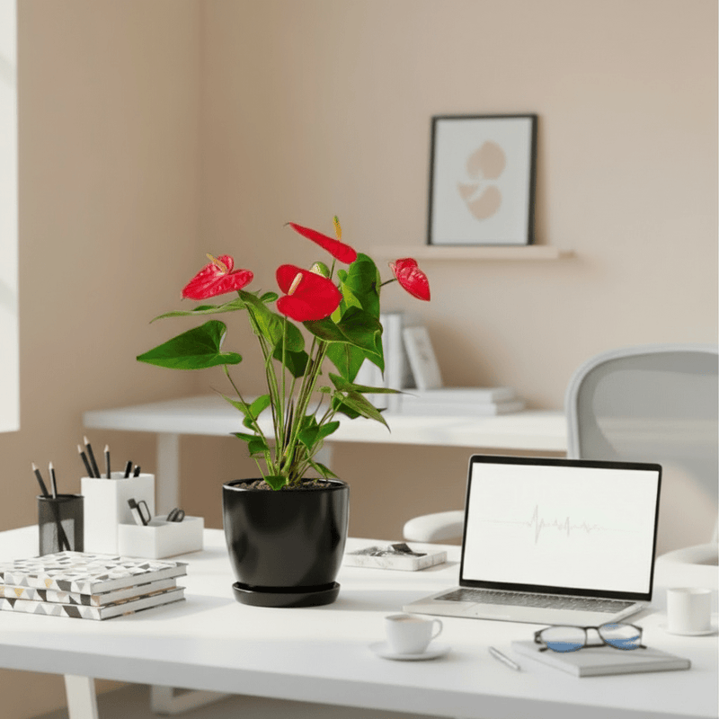 Andreanum or The Flamingo Flower in ceramic Pot - Image 2