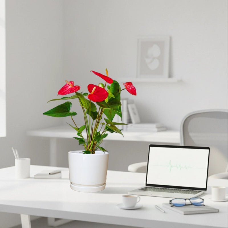 Andreanum or The Flamingo Flower in ceramic Pot - Image 3