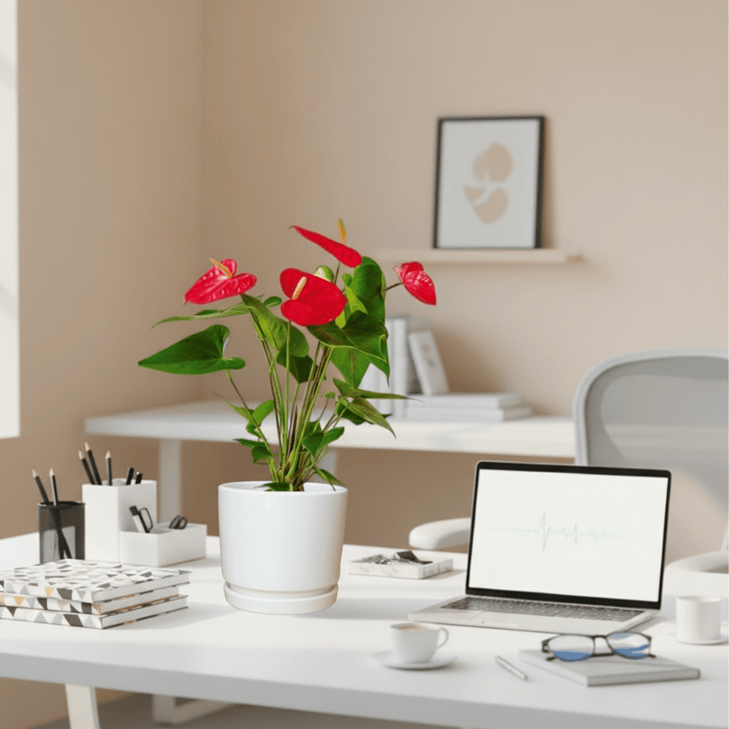 Andreanum or The Flamingo Flower in ceramic Pot