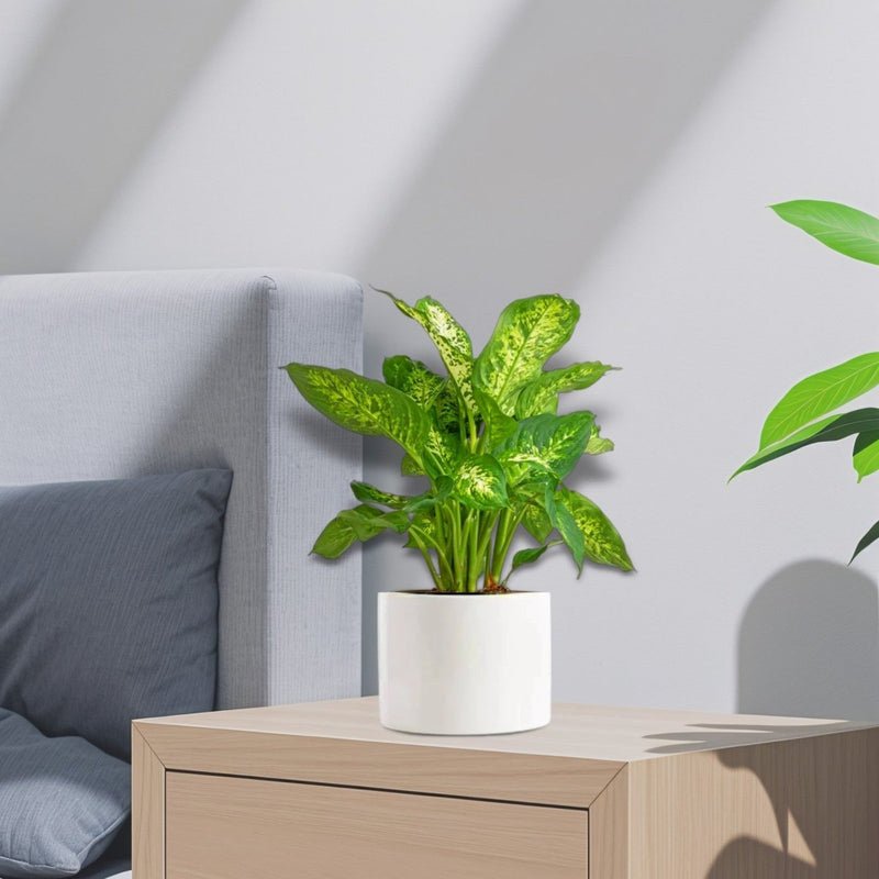 Dieffenbachia (Compacta, Dumb Cane, Leopard Lilly) 20-30cm