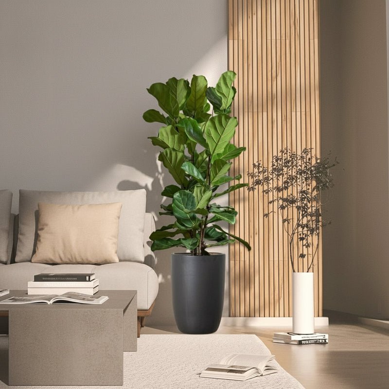 Ficus Lyrata or Fiddle Leaf Fig - Image 2