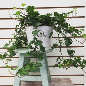 Hedera Helix or English Ivy الإنجليزية اللبلاب