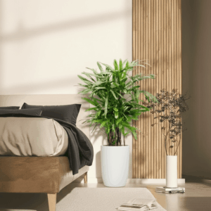 Lady Palm "Rhapis Excelsa سيدة النخيل or Miniature Fan Palm" 0.8-0.1m