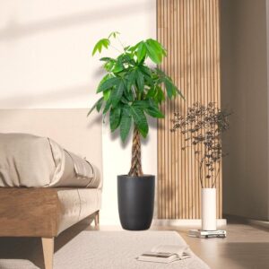 Money Tree Pachira Aquatica, "Twisted Trunk" 130 - 150cm شجرة المال