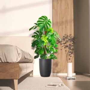 Monstera Deliciosa "The Hurricane or Swiss Cheese Plant" Holland