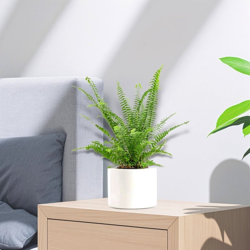 Nephrolepis exaltata "Green Lady", Boston Fern or Sword Fern