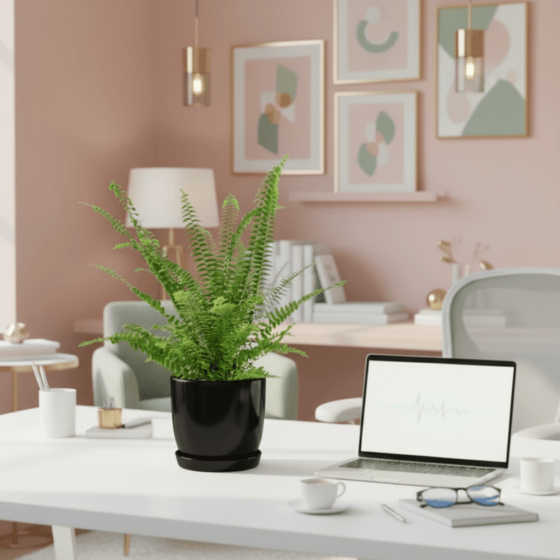 Nephrolepis exaltata "Green Lady", Boston Fern or Sword Fern in Ceramic Pot - Image 4