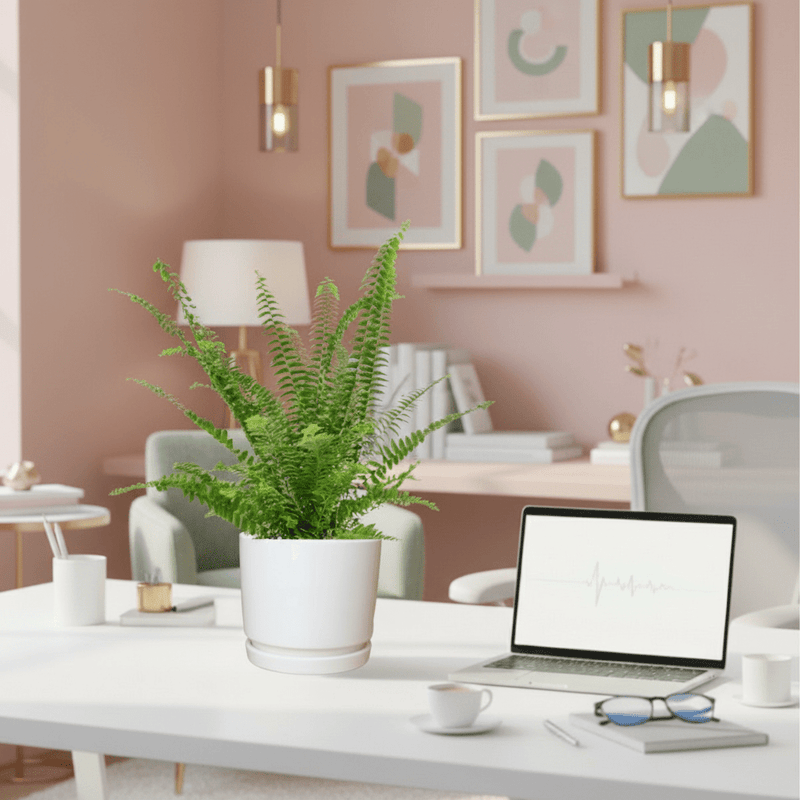 Nephrolepis exaltata "Green Lady", Boston Fern or Sword Fern in Ceramic Pot