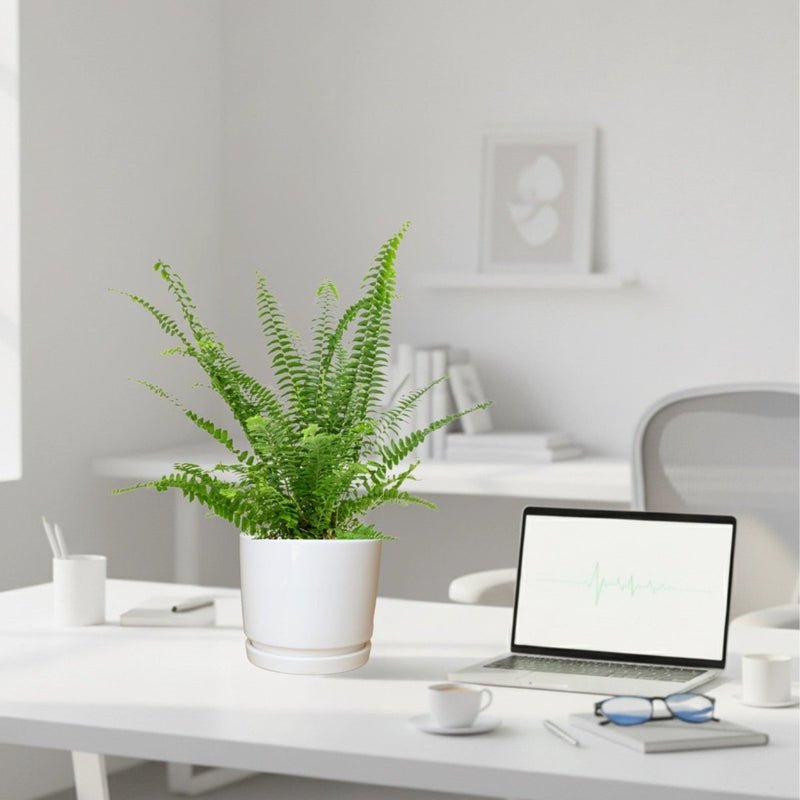 Nephrolepis exaltata "Green Lady", Boston Fern or Sword Fern in Ceramic Pot - Image 2
