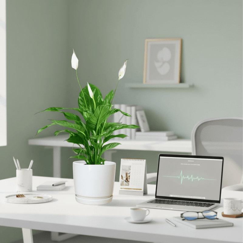 Peace Lily or Spathiphyllum or "زنبق السلام"