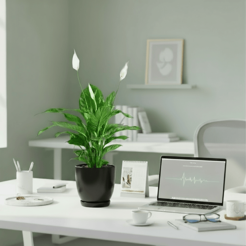 Peace Lily or Spathiphyllum or "زنبق السلام" - Image 5