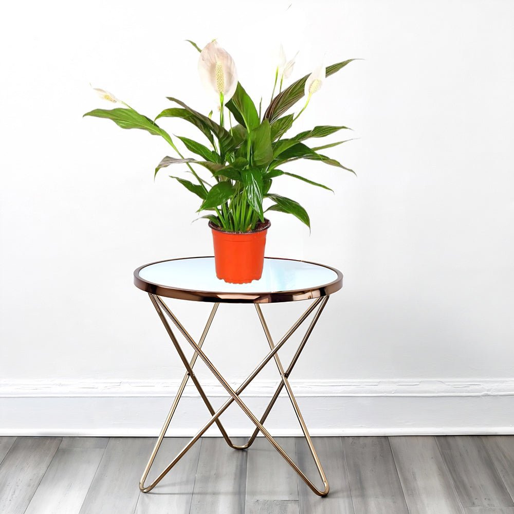 Peace Lily or Spathiphyllum or "زنبق السلام" - Image 6