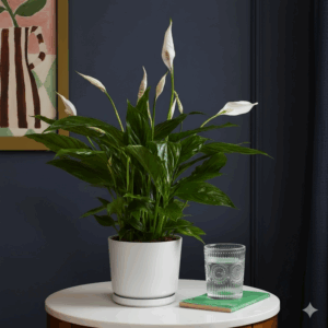 Peace Lily or Spathiphyllum or "زنبق السلام"