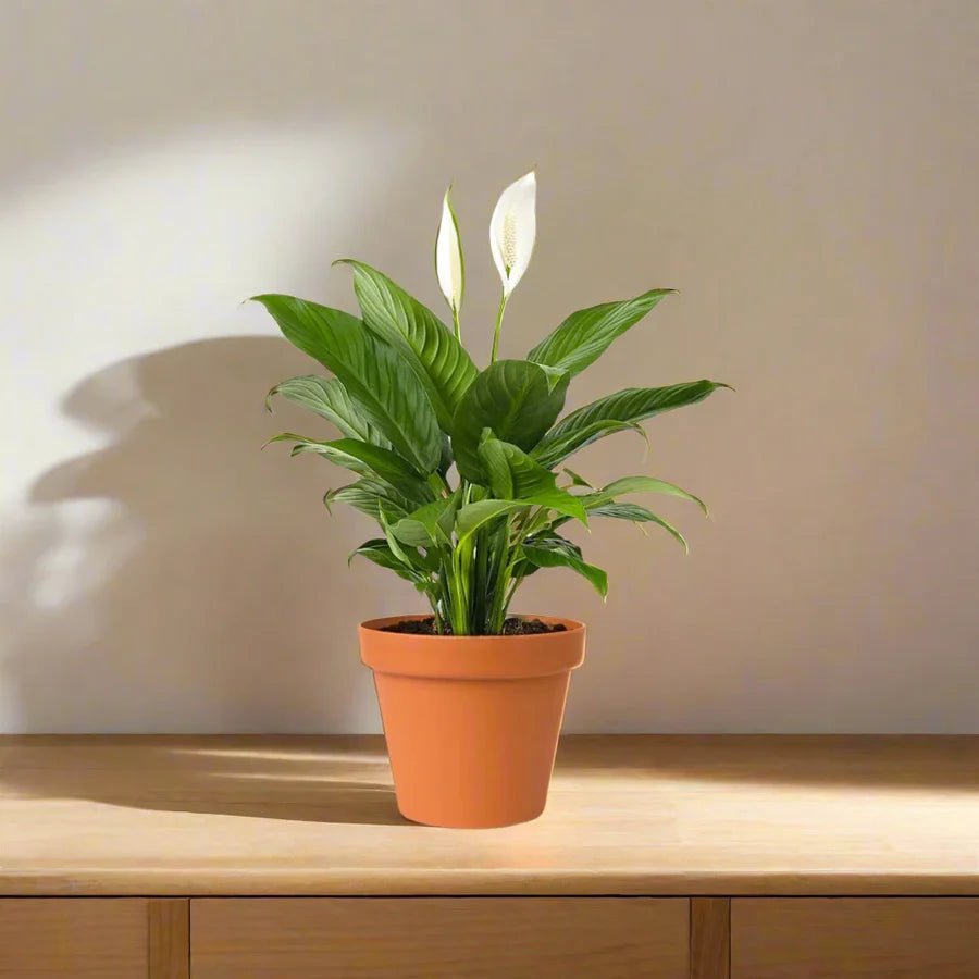 Peace Lily or Spathiphyllum or "زنبق السلام" - Image 12