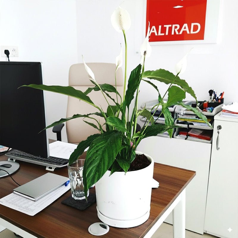 Peace Lily or Spathiphyllum or "زنبق السلام" - Image 3