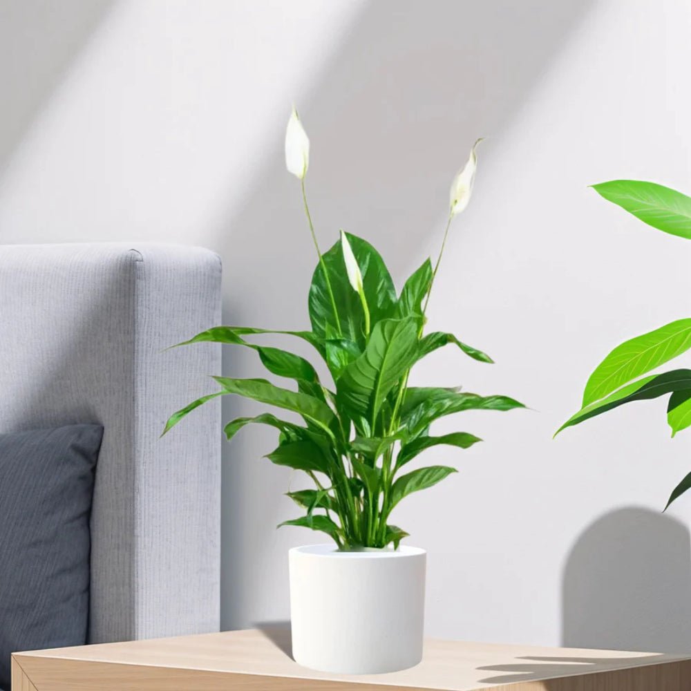 Peace Lily or Spathiphyllum or "زنبق السلام" - Image 11