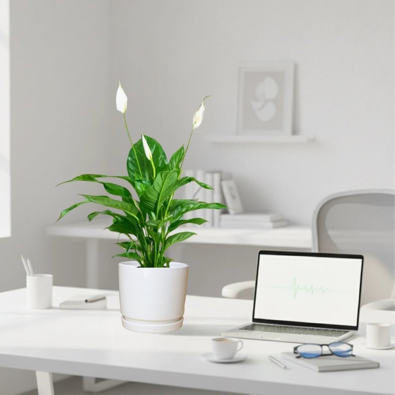 Peace Lily or Spathiphyllum or "زنبق السلام" - Image 2