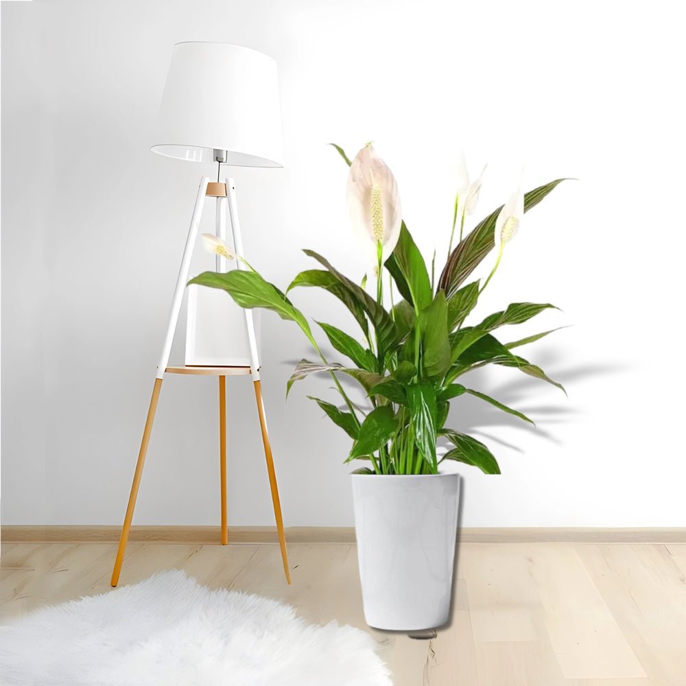 Peace Lily or Spathiphyllum or "زنبق السلام" - Image 13