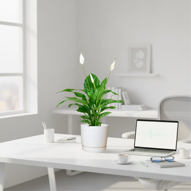 Peace Lily or Spathiphyllum or "زنبق السلام" - Image 4