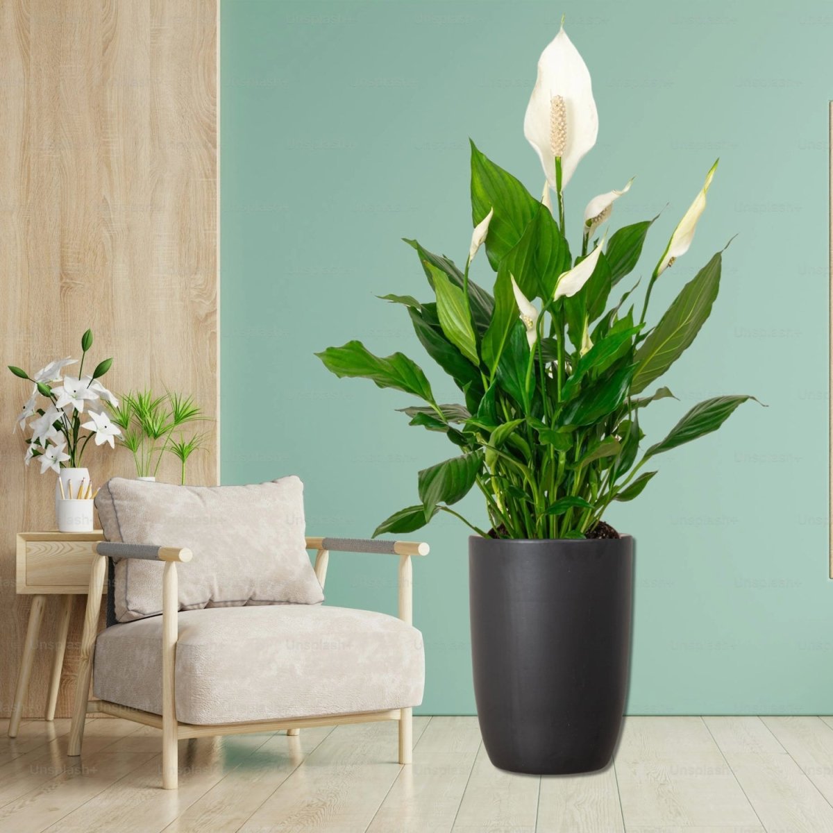Peace Lily or Spathiphyllum or "زنبق السلام" - Image 14