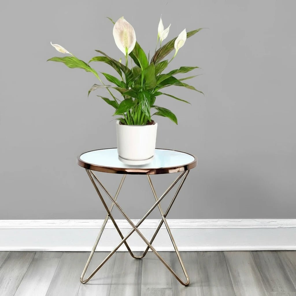 Peace Lily or Spathiphyllum or "زنبق السلام" - Image 9