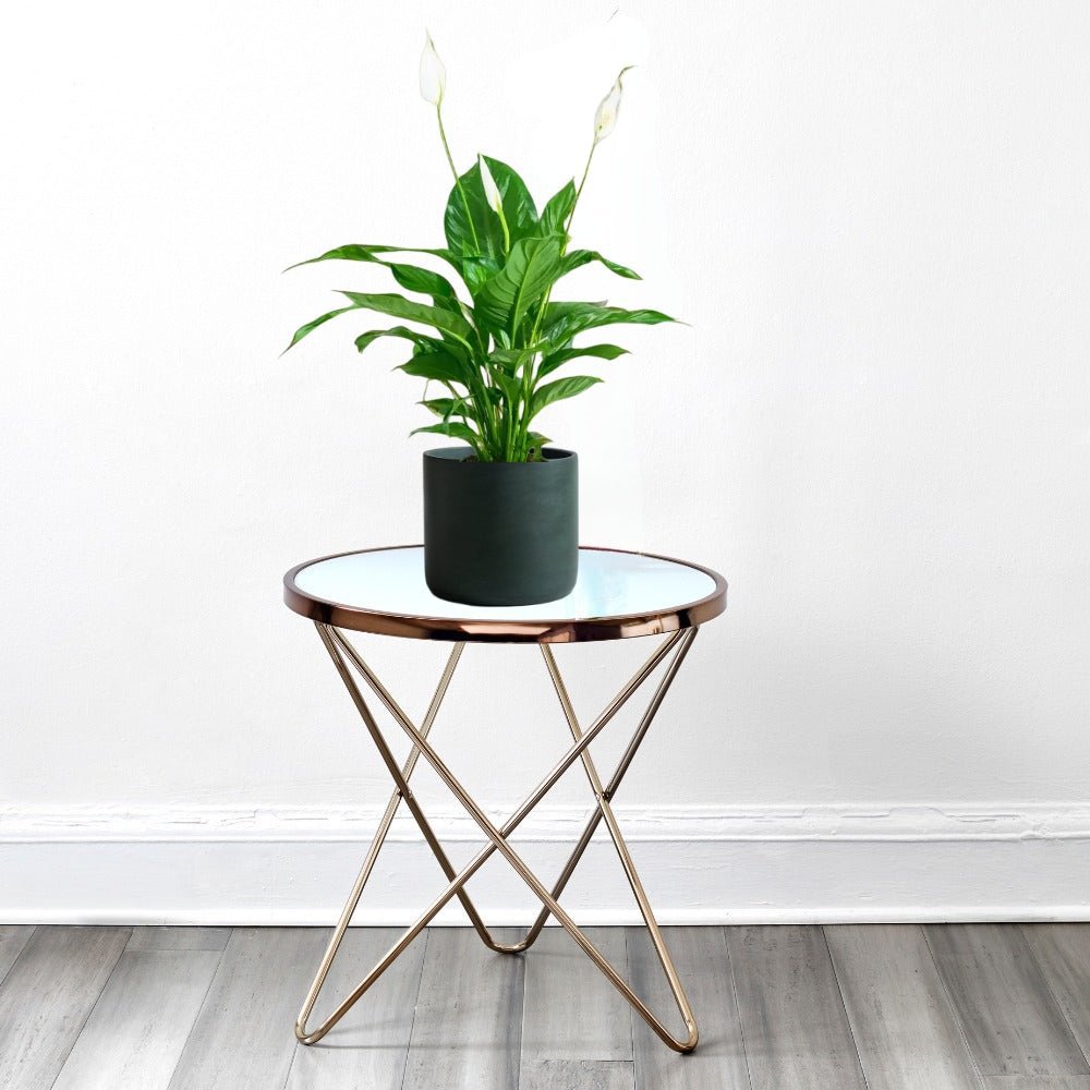 Peace Lily or Spathiphyllum or "زنبق السلام" - Image 5