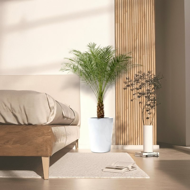 Phoenix Roebelenii - Image 2