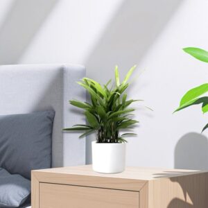 Rhapis Excelsa 30-40cm | Lady Palm | سيدة النخيل | Miniature Fan Palm