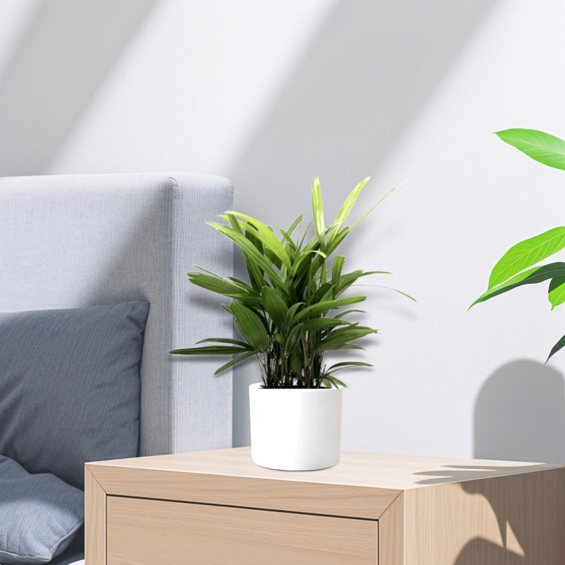 Rhapis Excelsa 30-40cm | Lady Palm | سيدة النخيل | Miniature Fan Palm