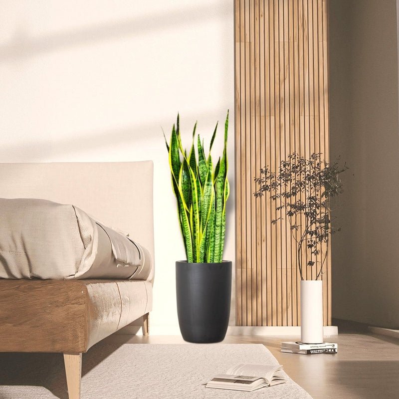 Sansevieria Trifasciata 'Laurentii' or Snake Plant