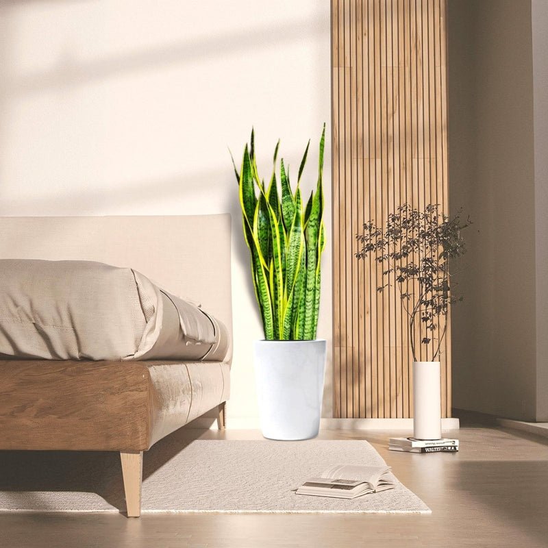 Sansevieria Trifasciata 'Laurentii' or Snake Plant - Image 2