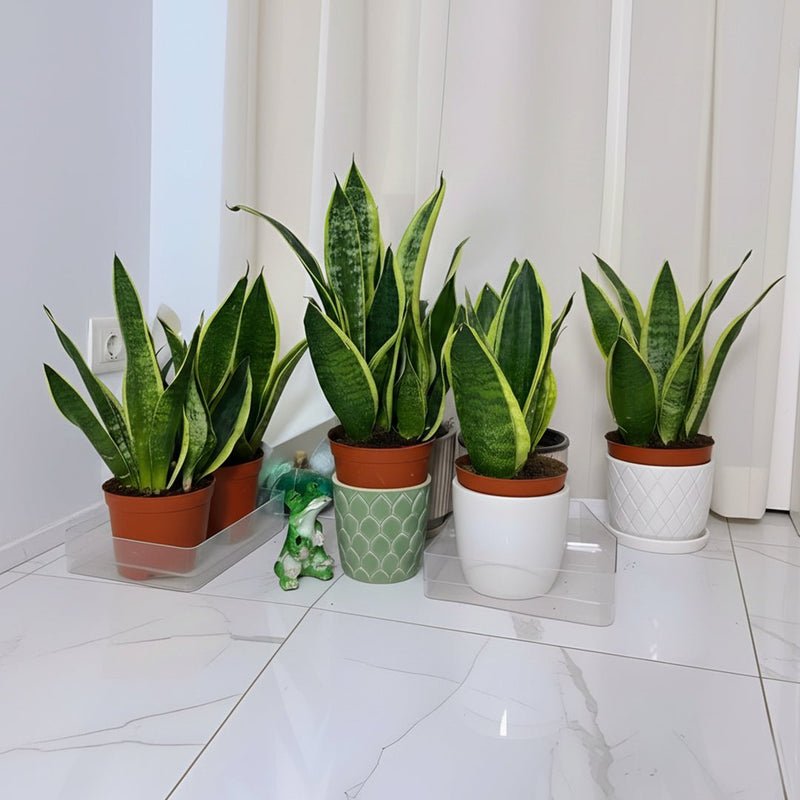 Sansevieria Trifasciata "Snake Plant" 20-25cm - Image 2
