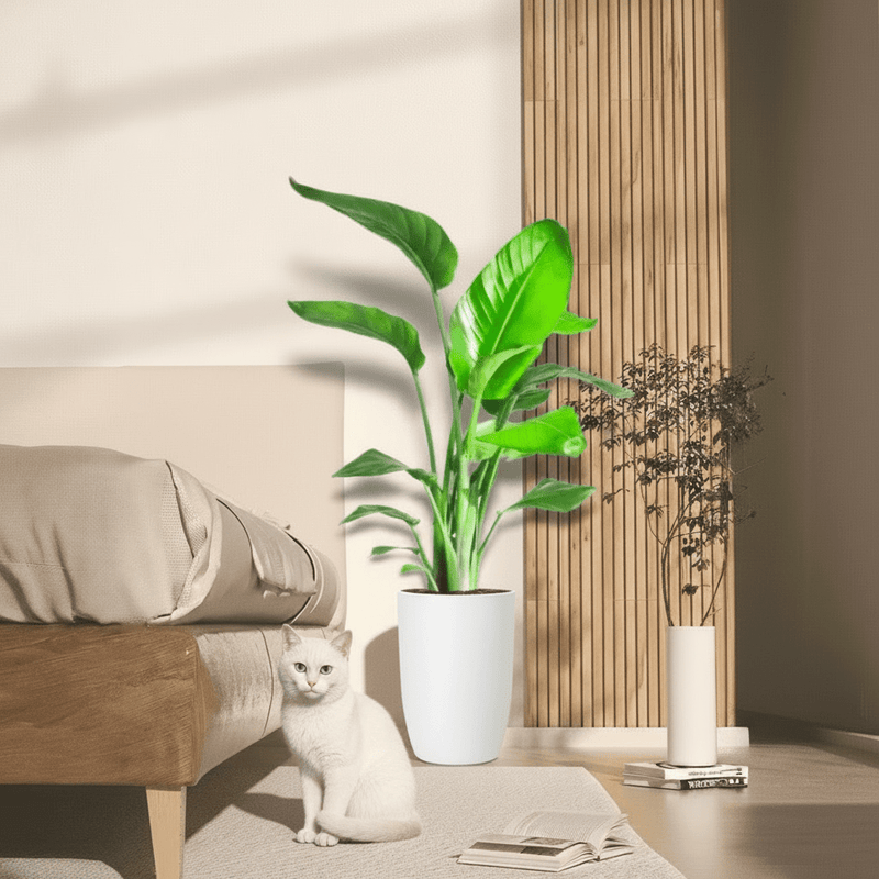 Strelitzia Nicolai / Bird of Paradise Plant طائر الجنة - Image 4
