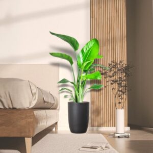 Strelitzia Nicolai / Bird of Paradise Plant طائر الجنة