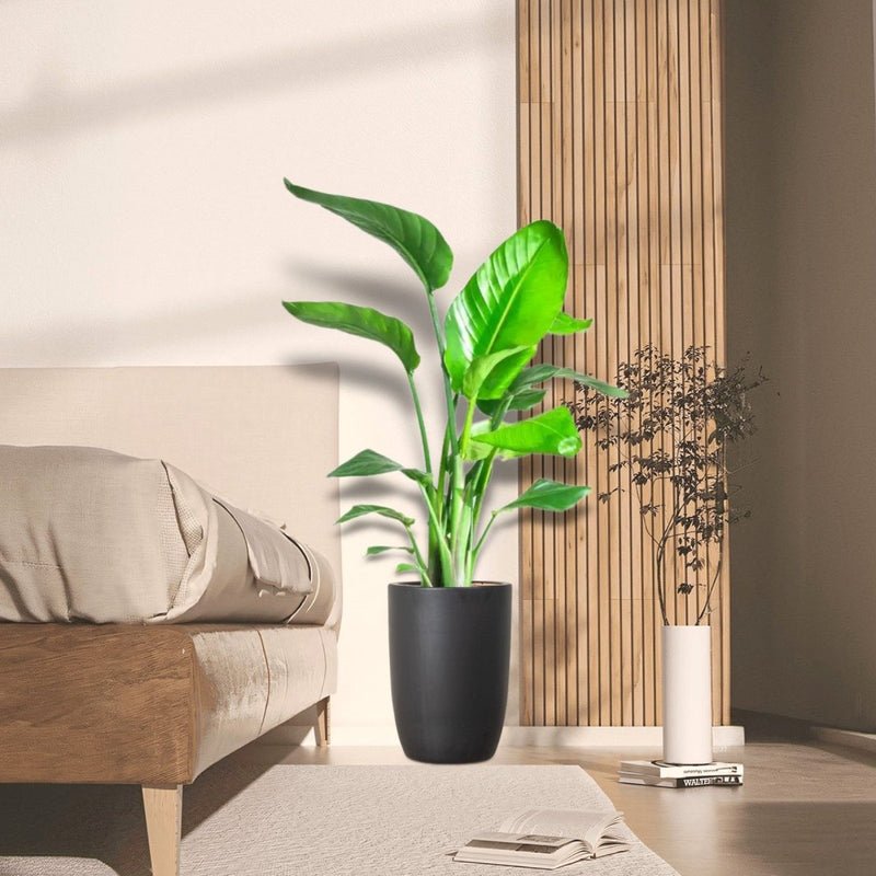 Strelitzia Nicolai / Bird of Paradise Plant طائر الجنة