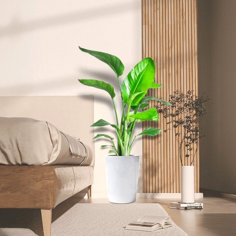 Strelitzia Nicolai / Bird of Paradise Plant طائر الجنة - Image 2