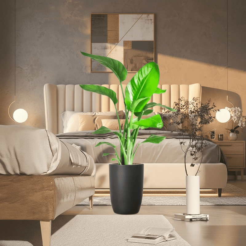Strelitzia Nicolai / Bird of Paradise Plant طائر الجنة - Image 3