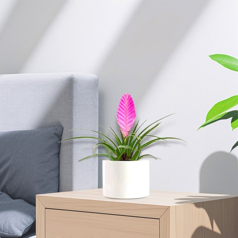 Tillandsia Cyanea Pink Quill "Healthy Indoor Plant" in Ceramic Pot