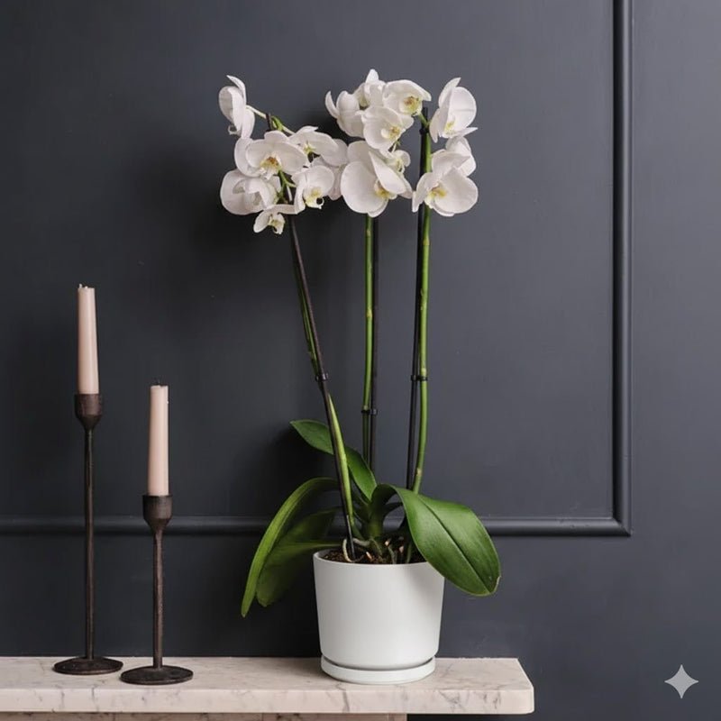 White Orchids 50-70cm