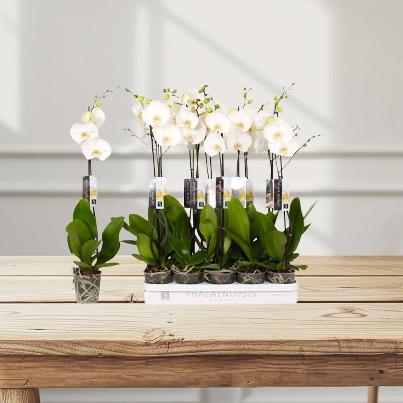 White Orchids 50-70cm - Image 2