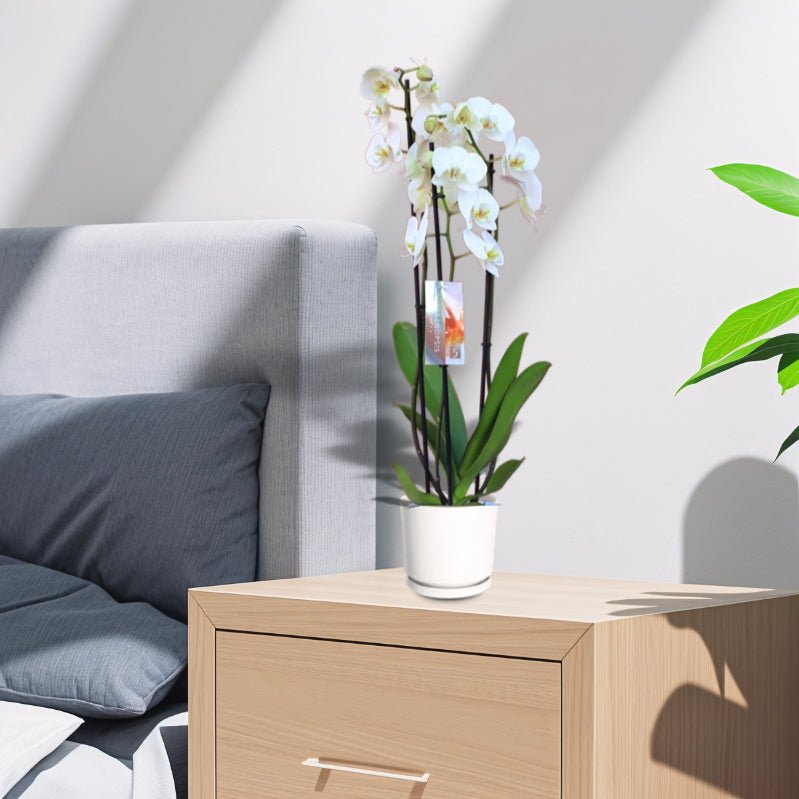 White Orchids 50-70cm - Image 6