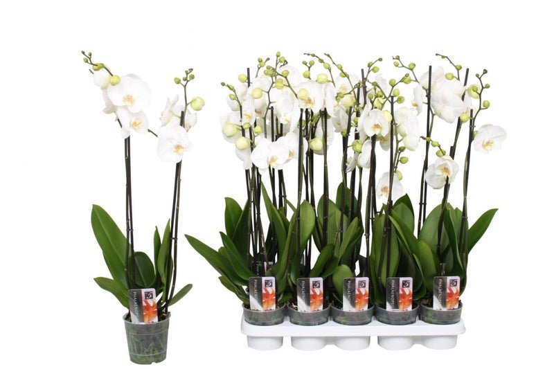White Orchids 50-70cm - Image 3