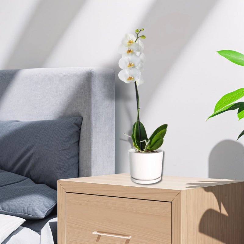 White Orchids 50-70cm - Image 5