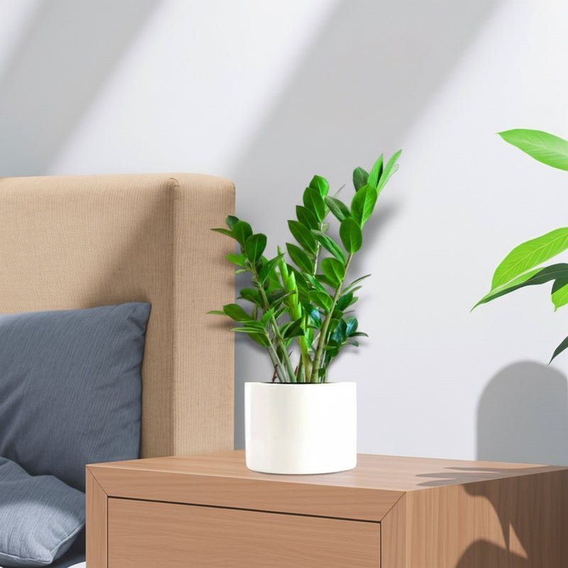 Zamioculcas Zamiifolia, Zanzibar Gem or ZZ Plant