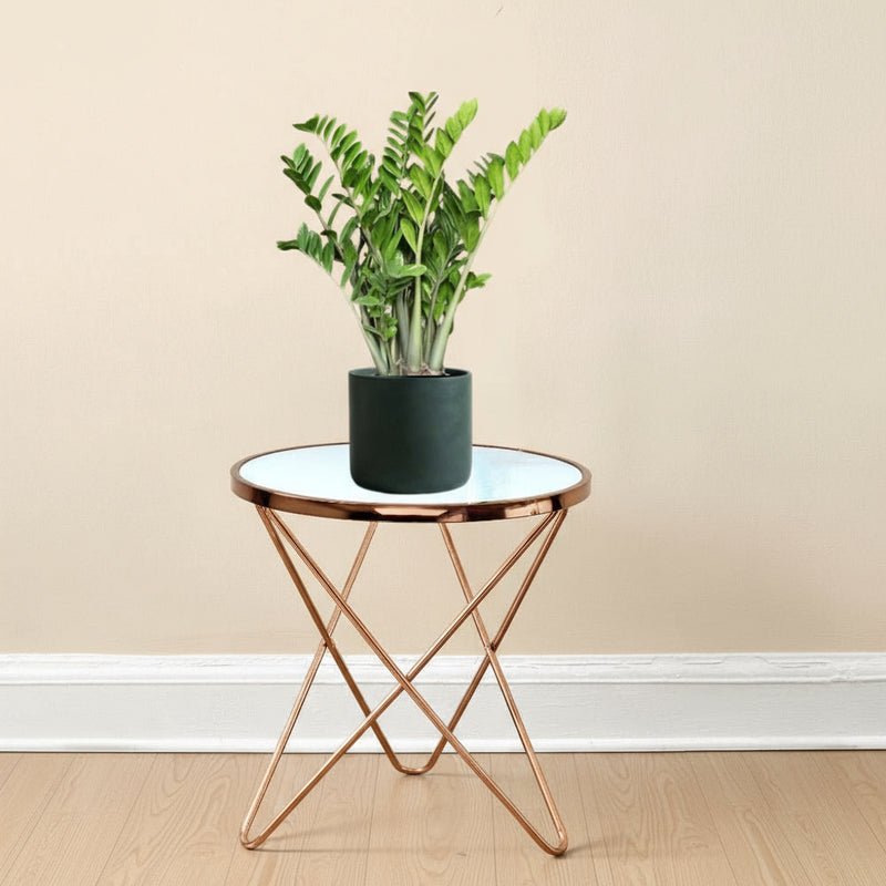 Zamioculcas Zamiifolia, Zanzibar Gem or ZZ Plant - Image 2