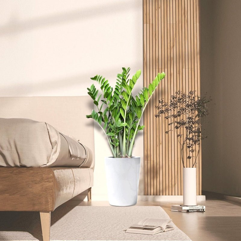 Zamioculcas Zamiifolia, Zanzibar Gem or ZZ Plant in Ceramic Pot